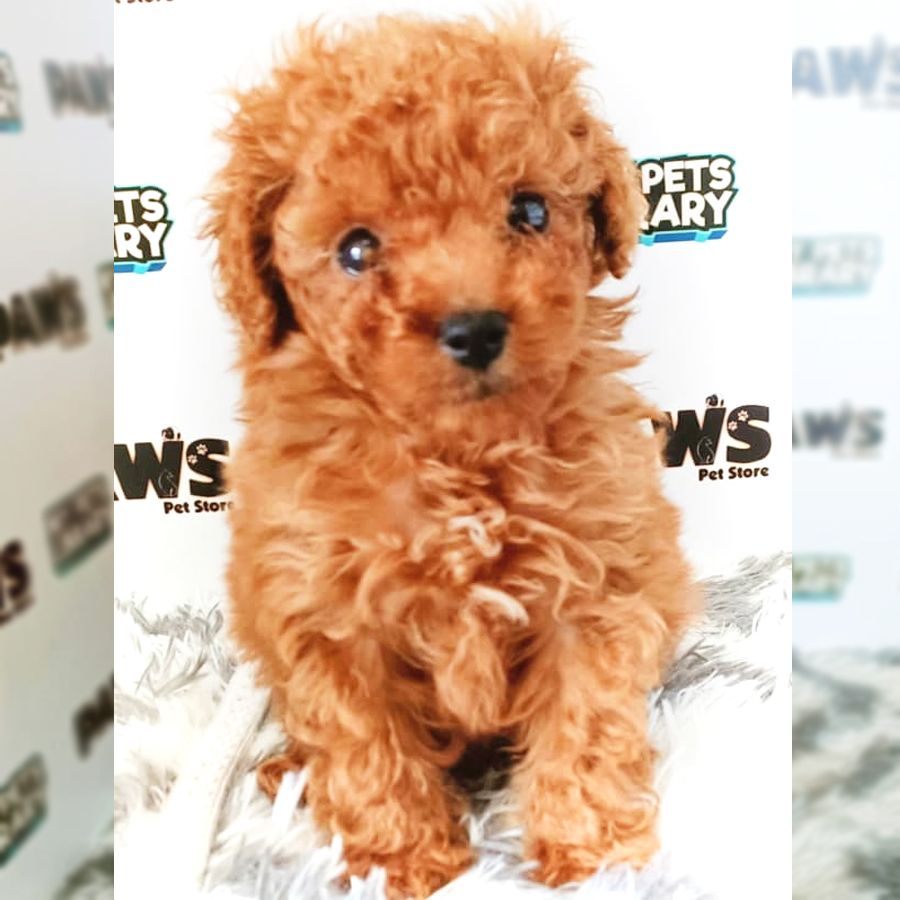 Tiny Poodle Puppy (Male) For Sale