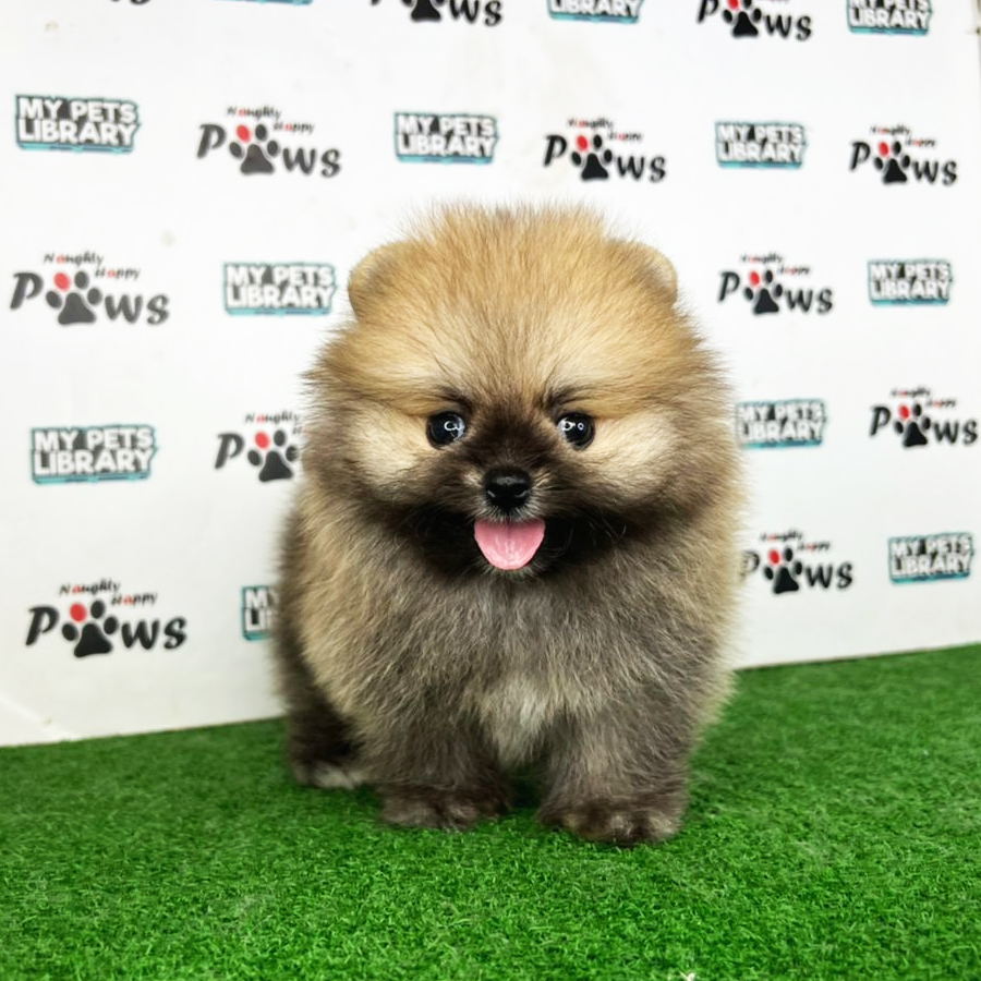 Pomeranian Puppy (Male) For Sale