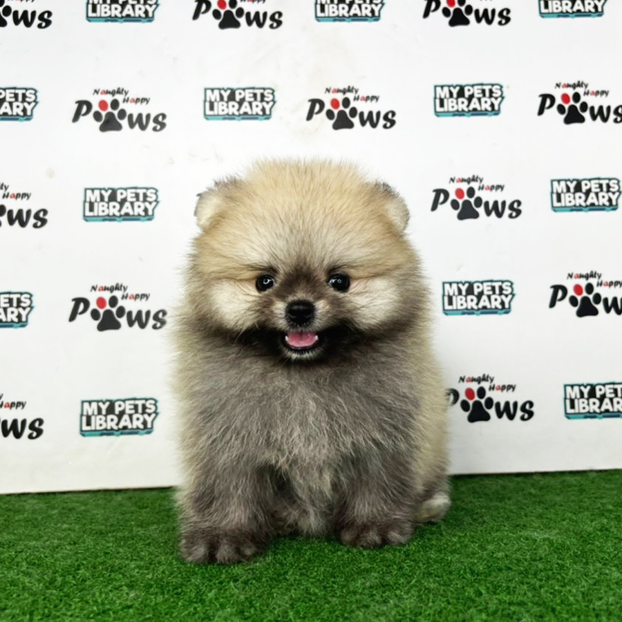 Pomeranian Puppy (Male) For Sale