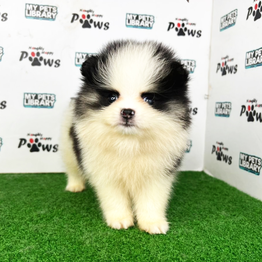 Pomeranian Puppy (Male) For Sale