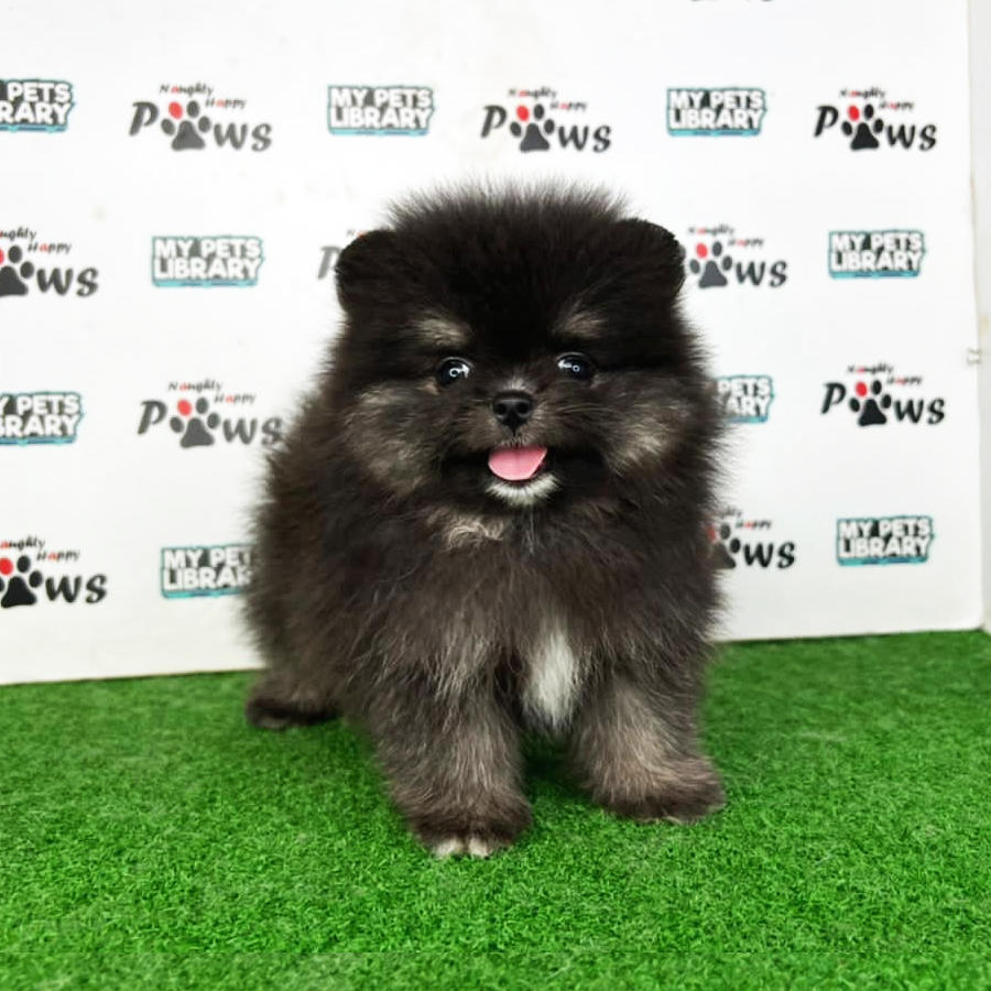 Pomeranian Puppy (Female) For Sale