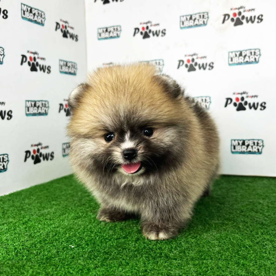 Pomeranian Puppy (Female) For Sale