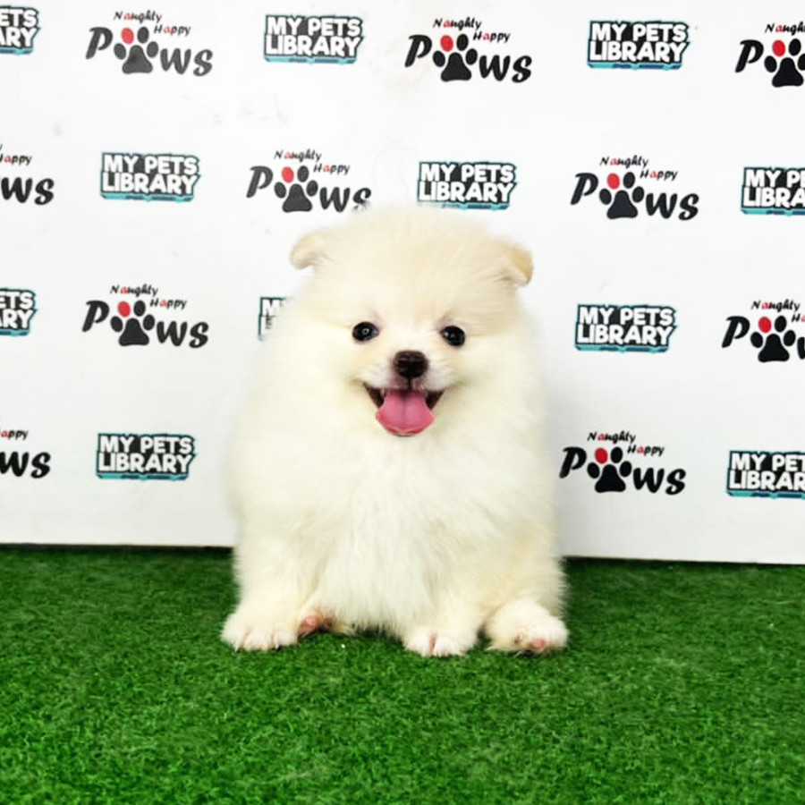 Pomeranian Puppy (Female) For Sale
