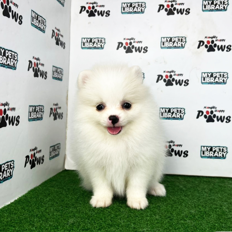 Pomeranian Puppy (Female) For Sale