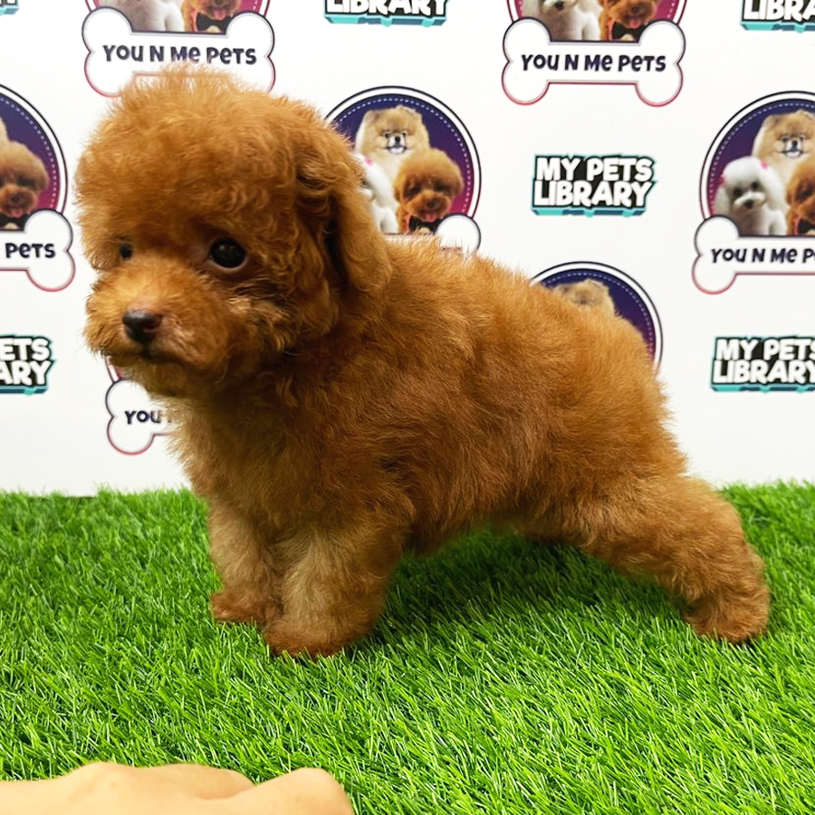 MKA Tiny Poodle Puppy (Male) For Sale