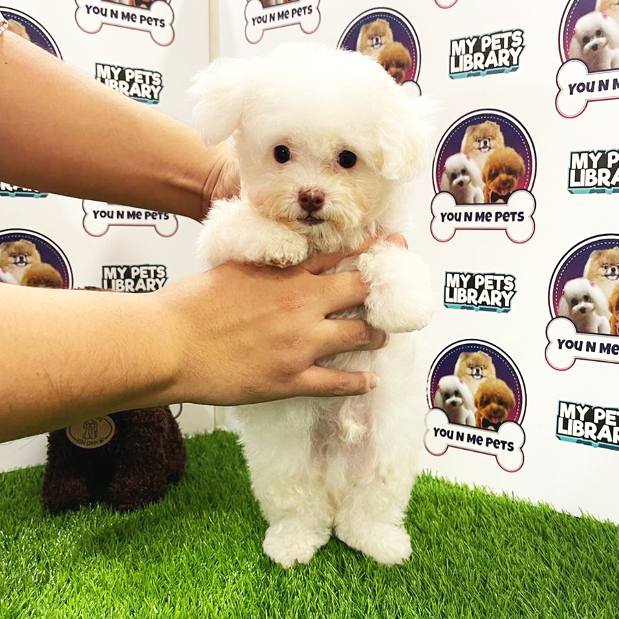 MKA Tiny Poodle Puppy (Male) For Sale