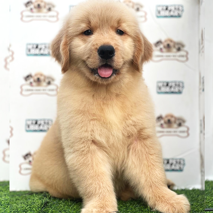 Golden Retriever Puppy (Female) For Sale