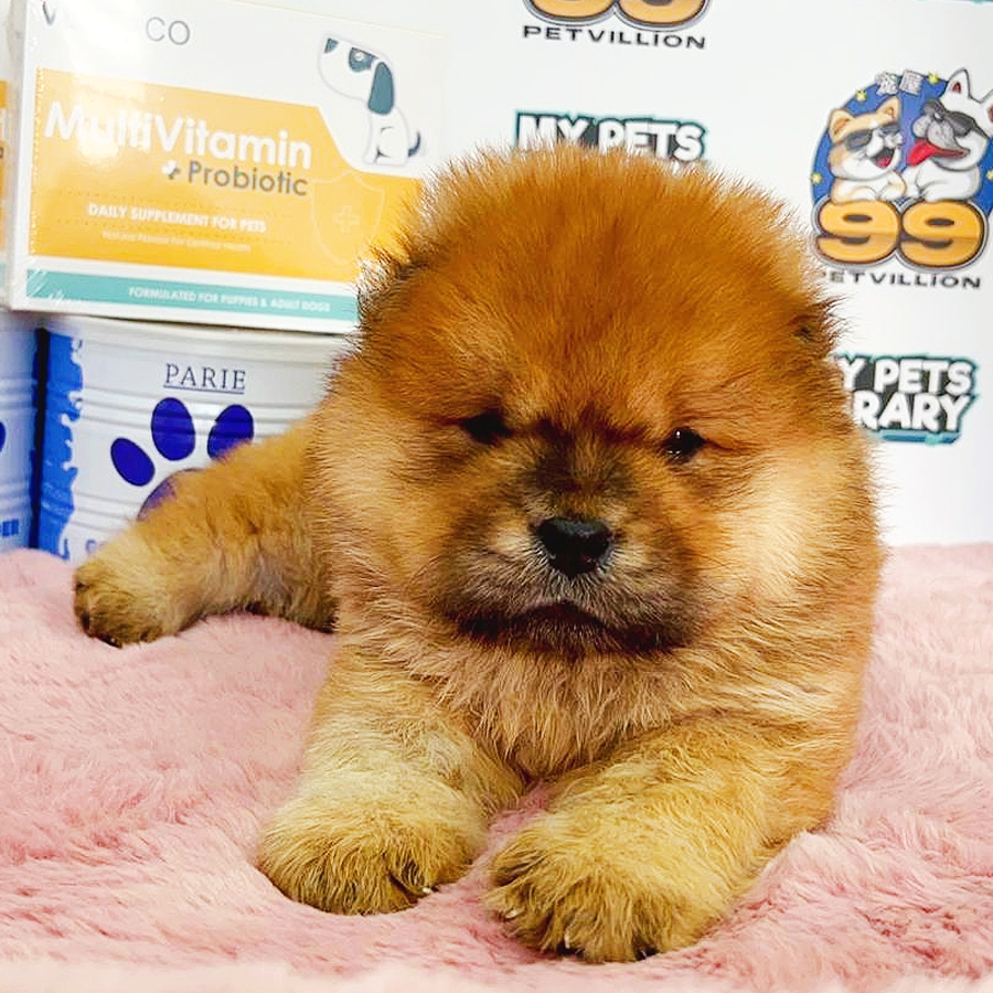 Chow Chow Puppy (Male) For Sale
