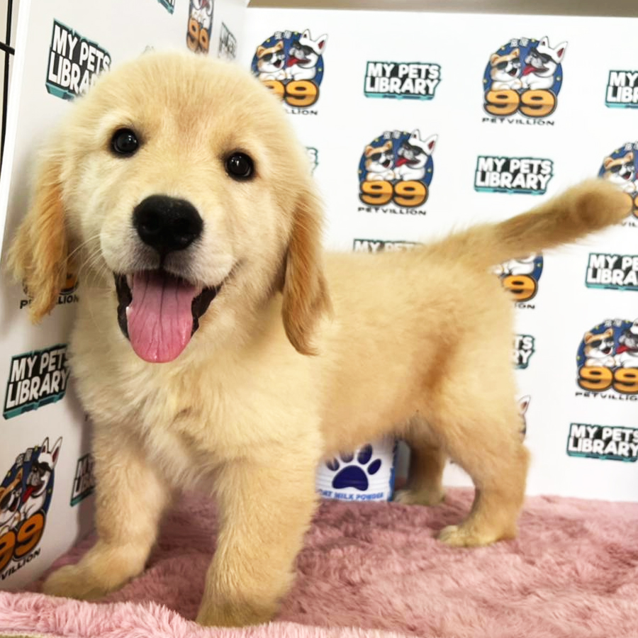 Golden Retriever Puppy (Female) For Sale