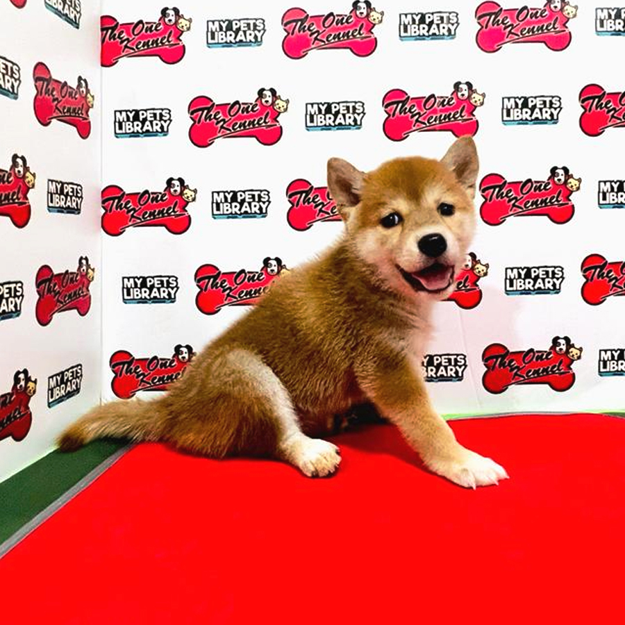 MKA Shiba Inu Puppy (Male) For Sale