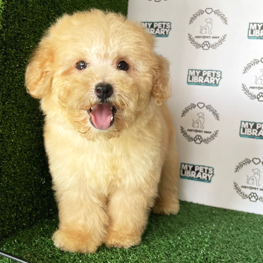 Toy Poodle Puppy (Male) For Sale