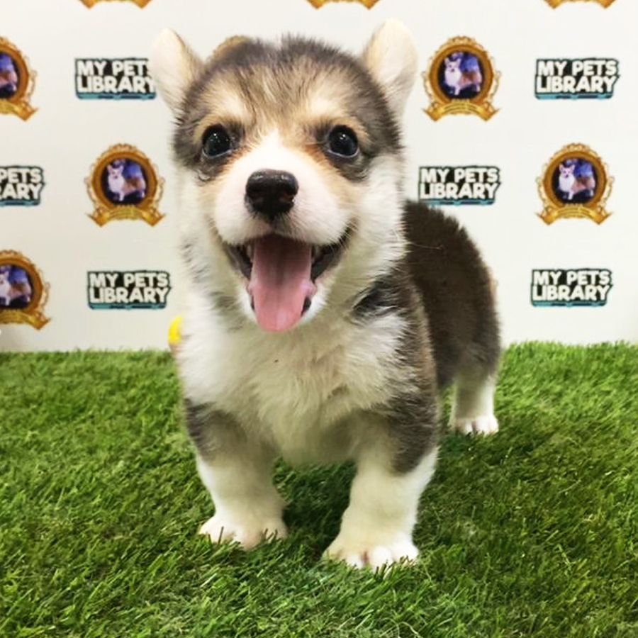 MKA Welsh CorgiPuppy (Male) For Sale