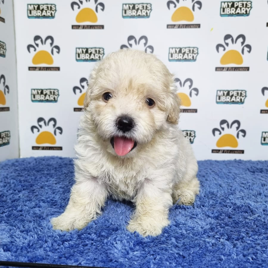 Toy Poodle Puppy (Male) For Sale
