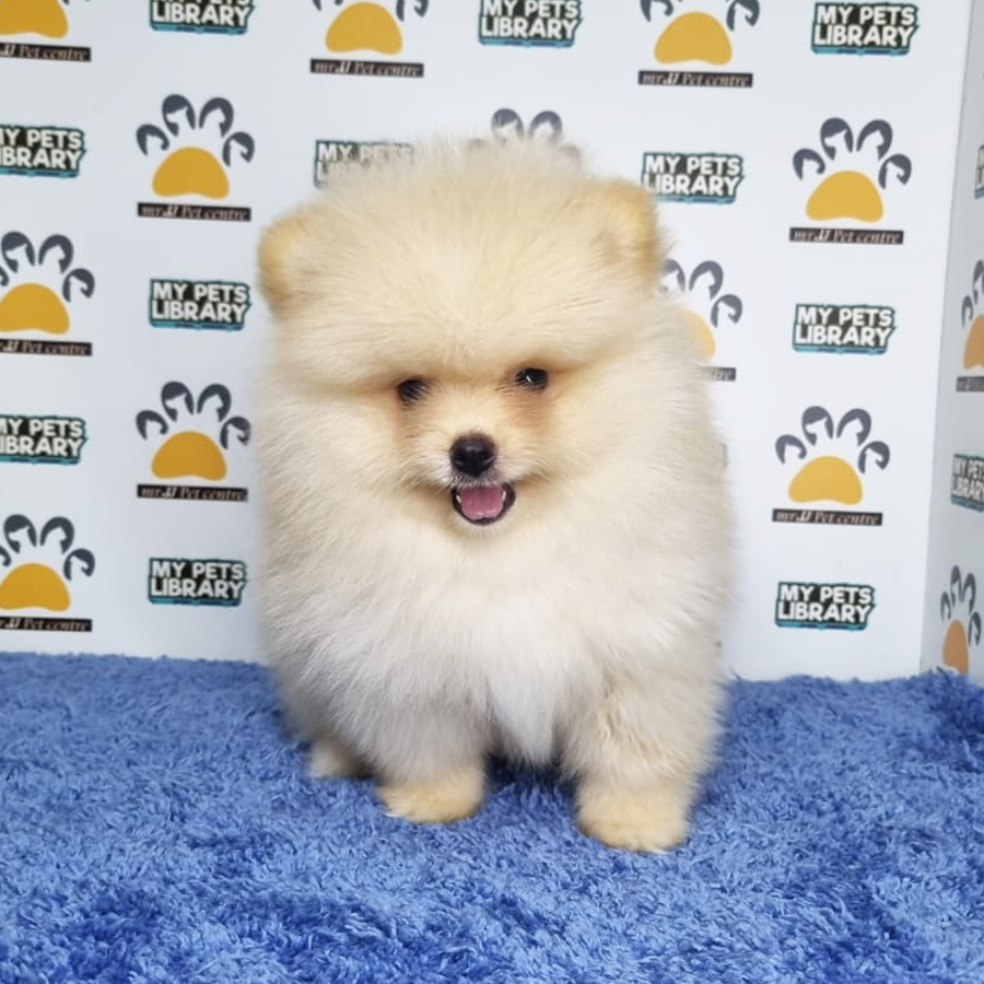 Pomeranian Puppy (Male) For Sale