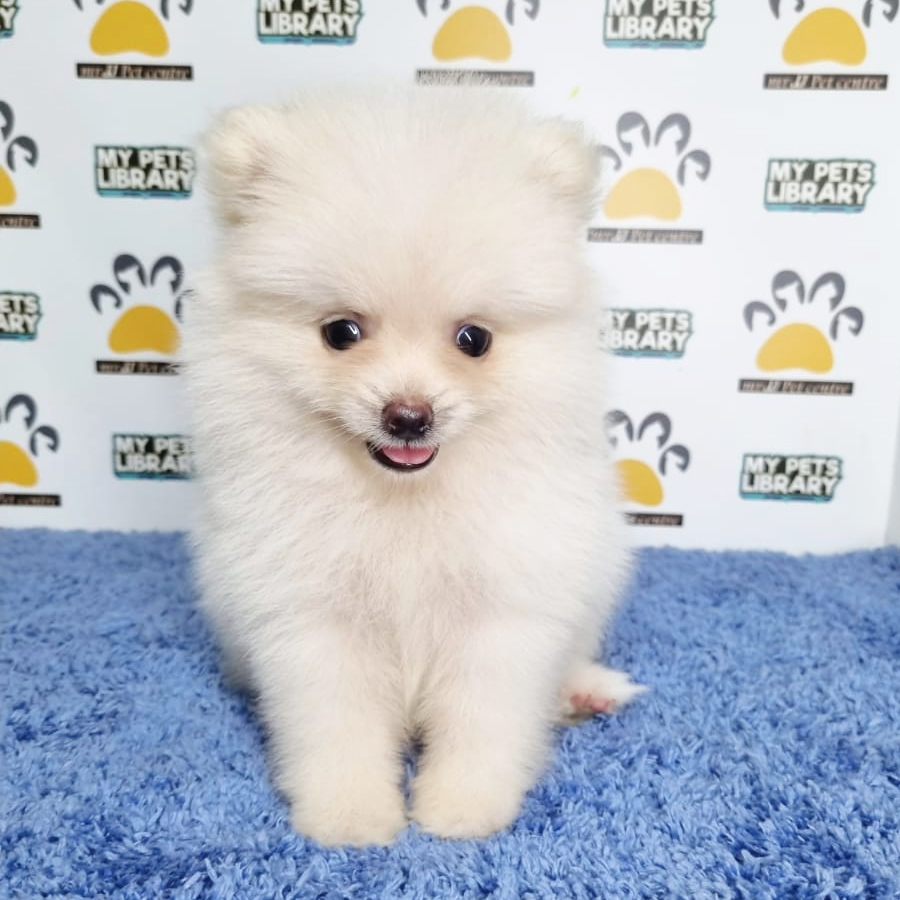 Pomeranian Puppy (Male) For Sale