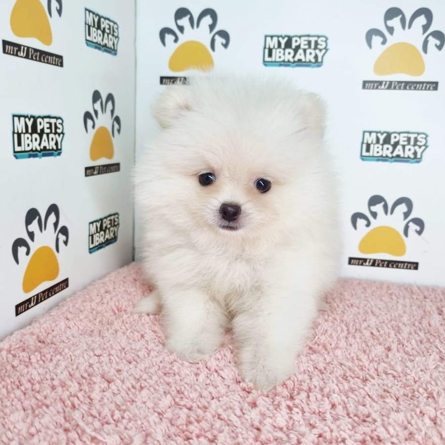 Pomeranian Puppy (Female) For Sale