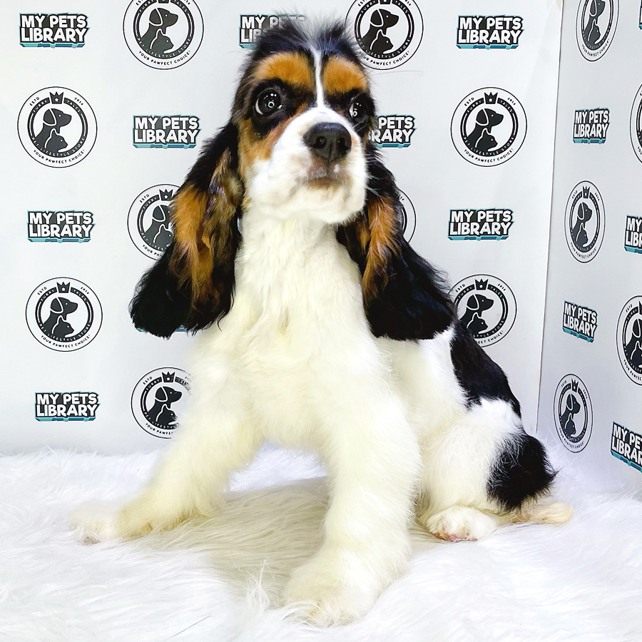Imported MKA American Cocker Spaniel Puppy (Female) For Sale