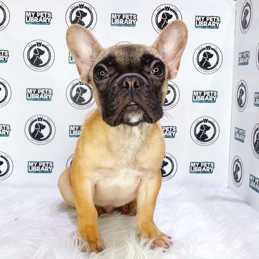 French Bulldog Puppy (Male) For Sale