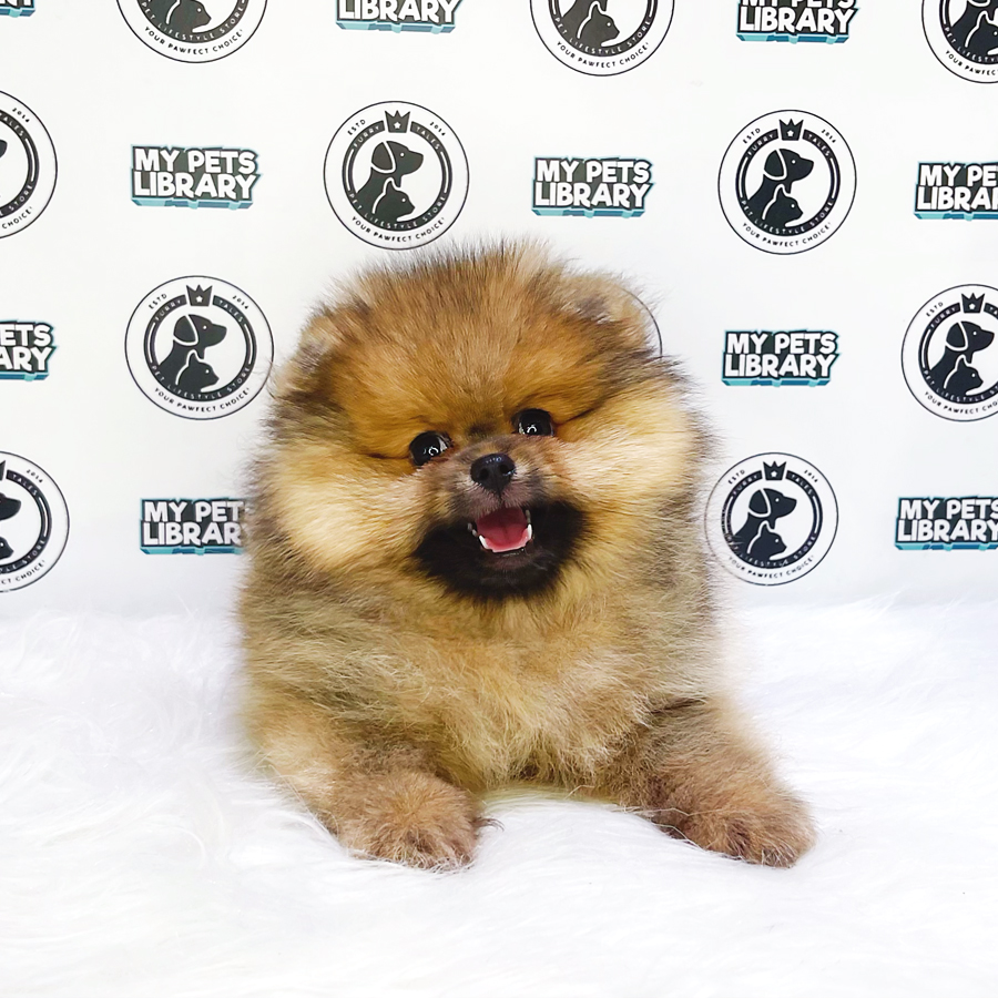 Pomeranian Puppy (Male) For Sale