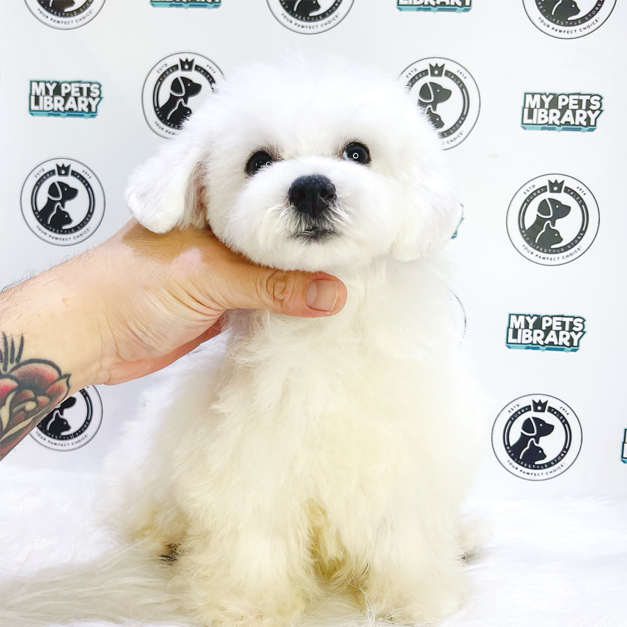 Imported MKA Mini Bichon Frise Puppy (Male) For Sale