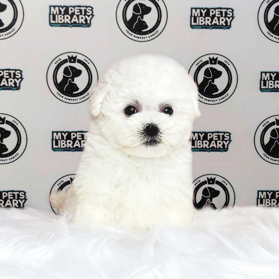Imported MKA Mini Bichon Frise Puppy (Female) For Sale