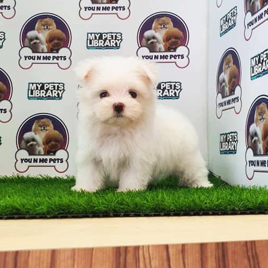 MKA Tiny Maltese Puppy (Male) For Sale