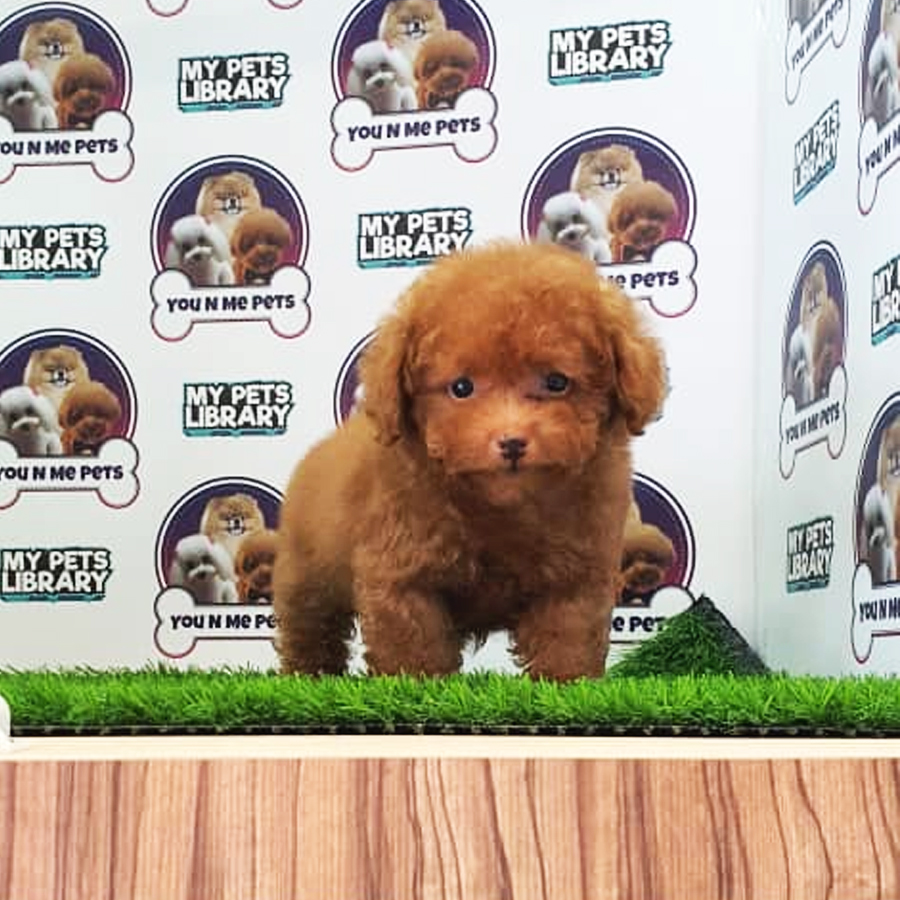 MKA Tiny Poodle Puppy (Male) For Sale