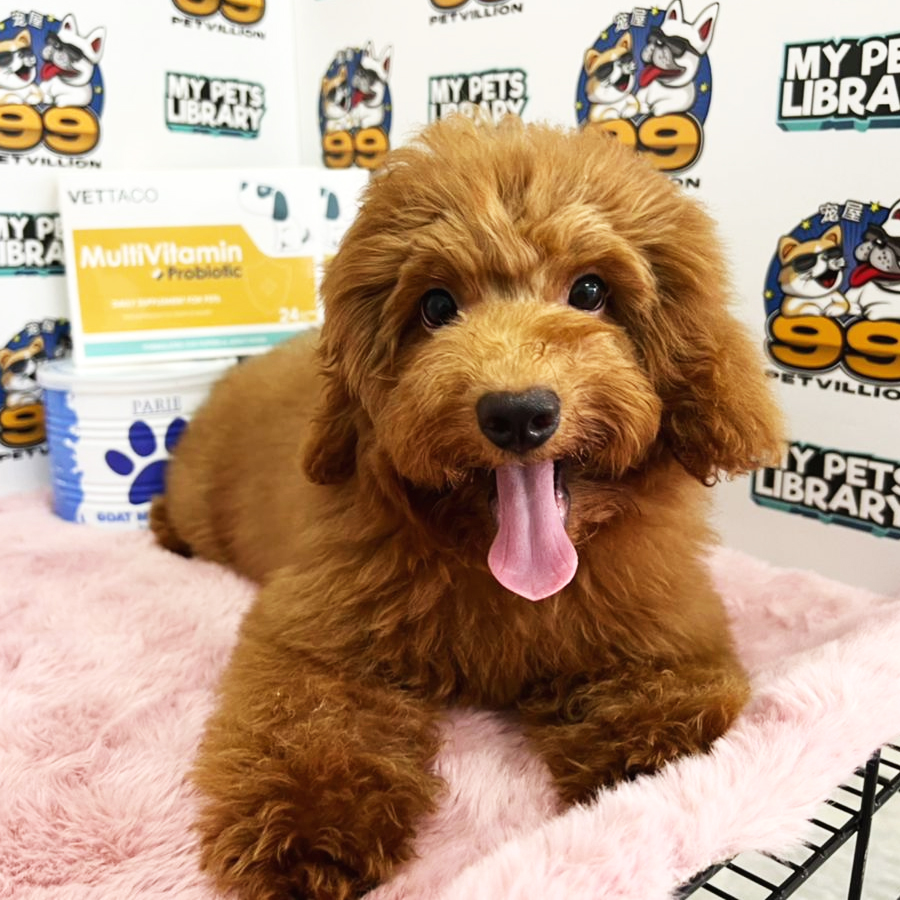 Miniature Poodle Puppy (Male) For Sale