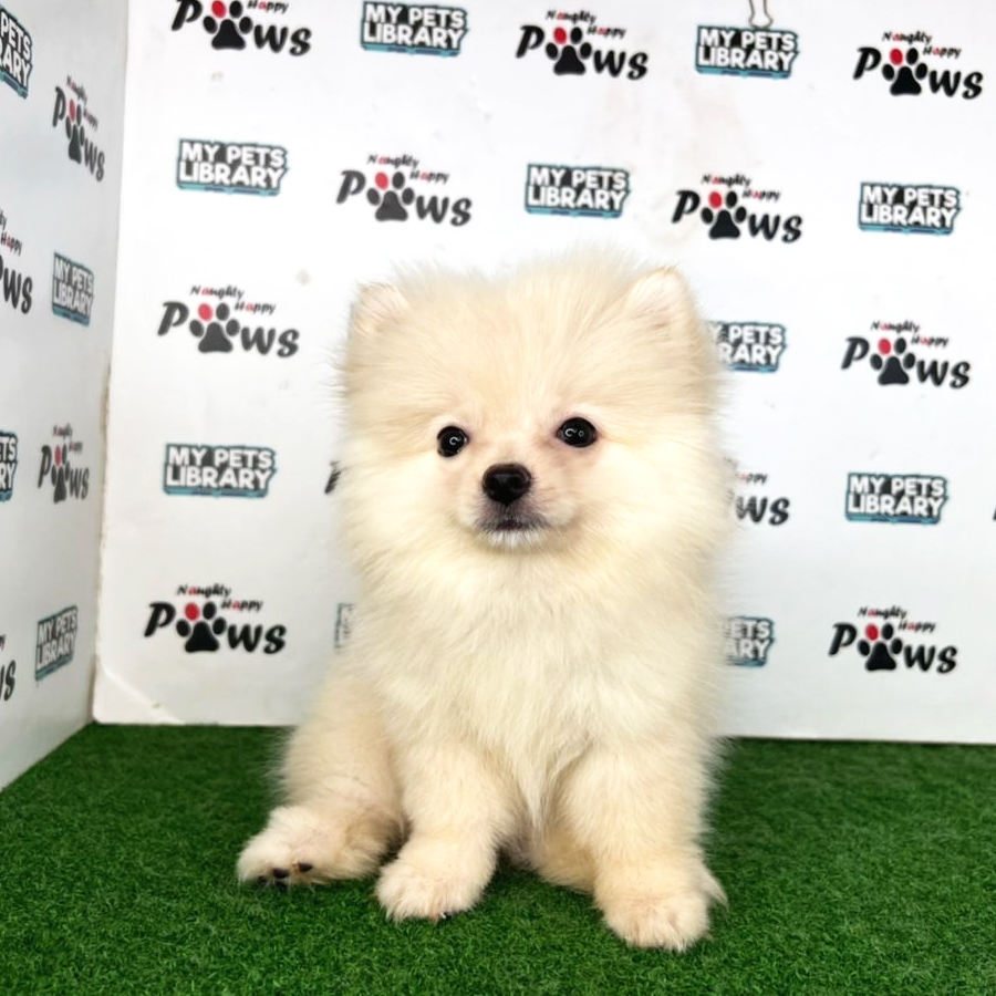 Pomeranian Puppy (Female) For Sale