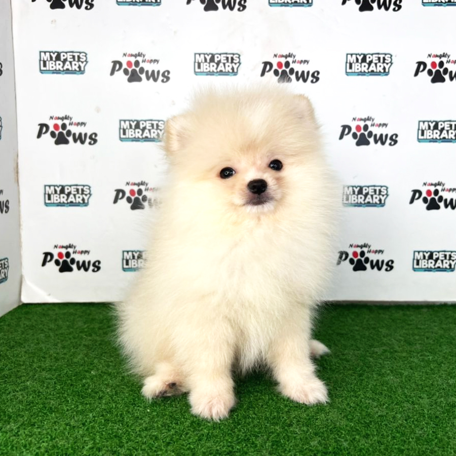 Pomeranian Puppy (Male) For Sale
