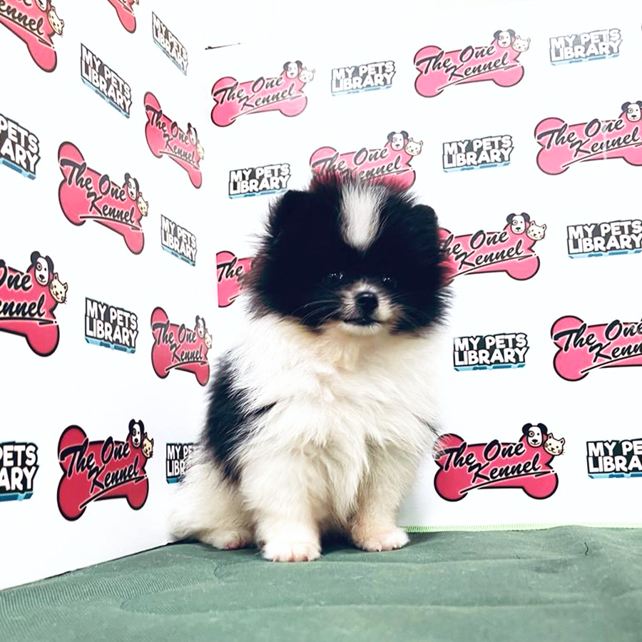 MKA Pomeranian Puppy (Male) For Sale
