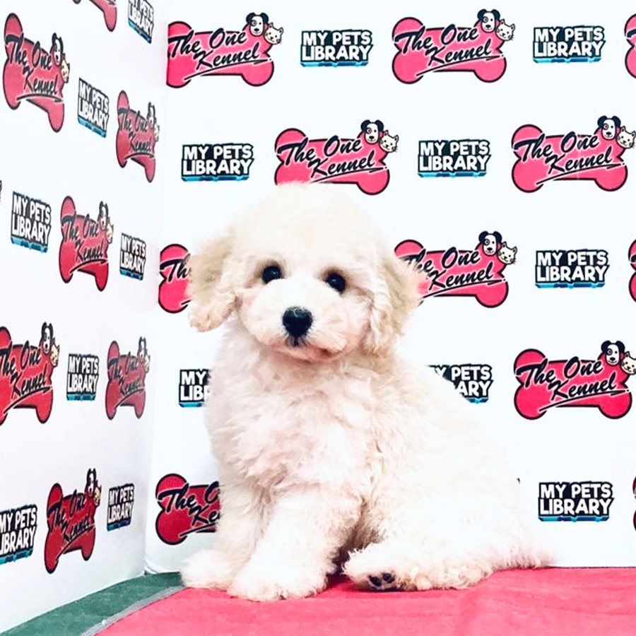 Toy Poodle Puppy (Female) For Sale