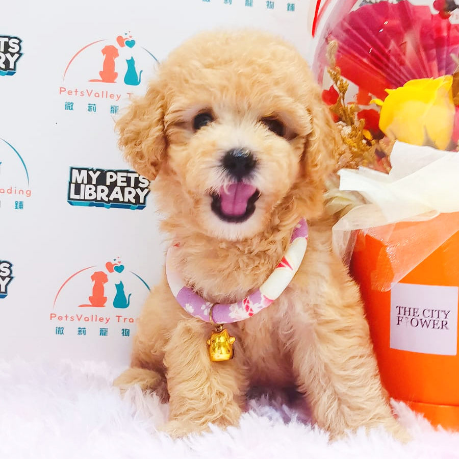 Tiny Toy Poodle Puppy (Female) For Sale