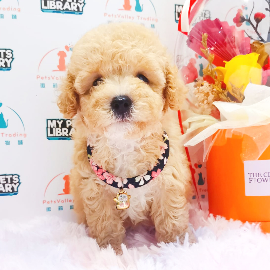 Tiny Toy Poodle Puppy (Female) For Sale