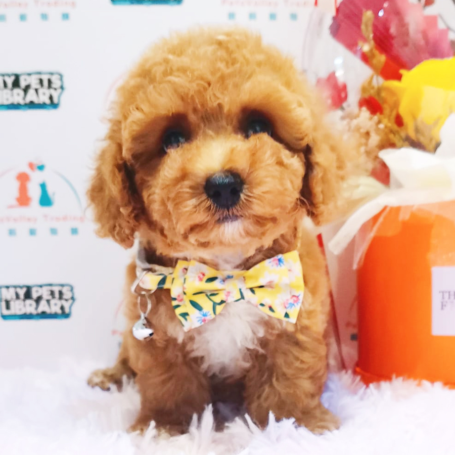 Tiny Toy Poodle Puppy (Female) For Sale