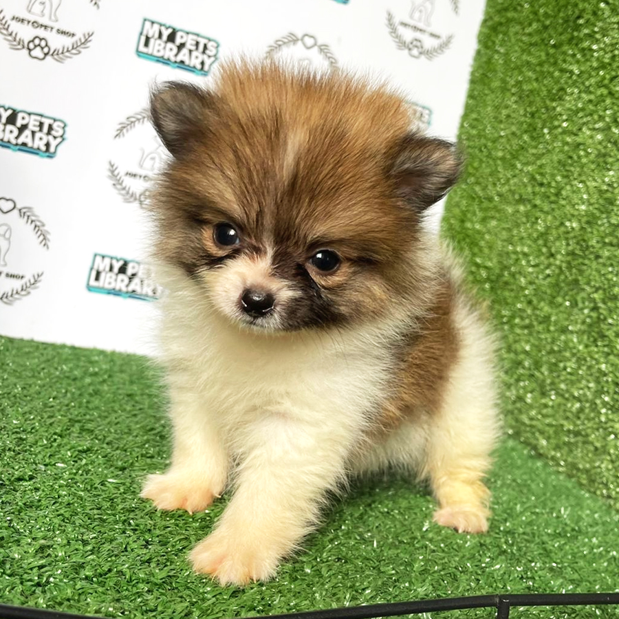 Pomeranian Puppy (Male) For Sale