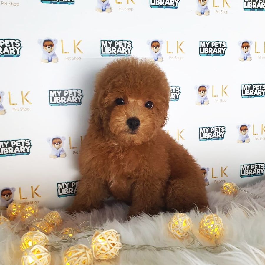 Toy Poodle Puppy (Female) For Sale