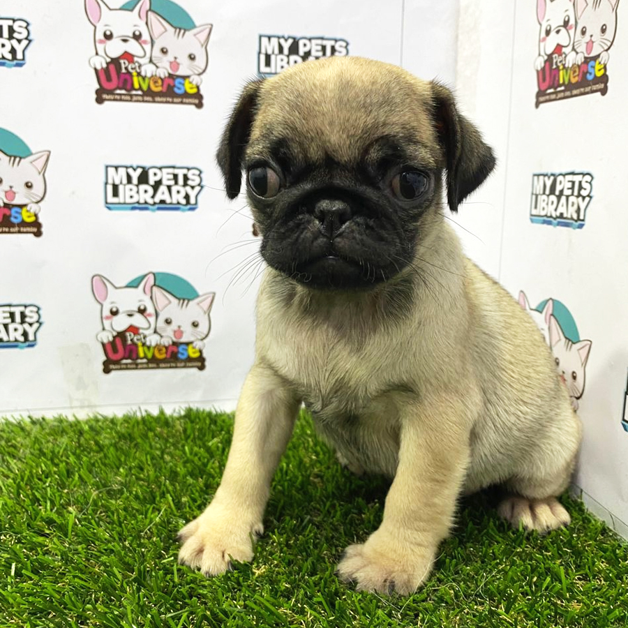 Pug Puppy (Female) For Sale