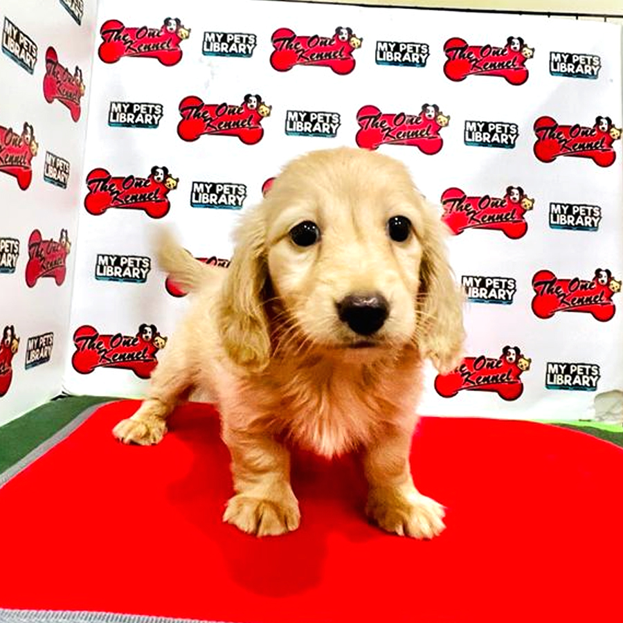 MKA Dachshund Puppy (Male) For Sale