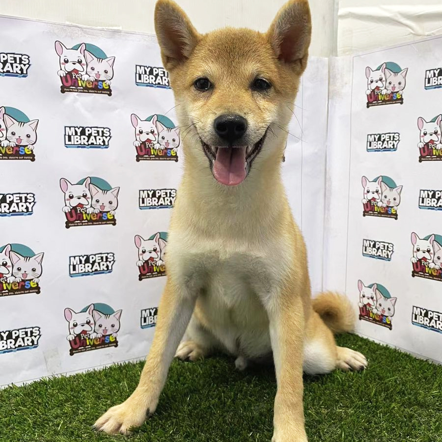 Shiba Inu Puppy (Male) For Sale