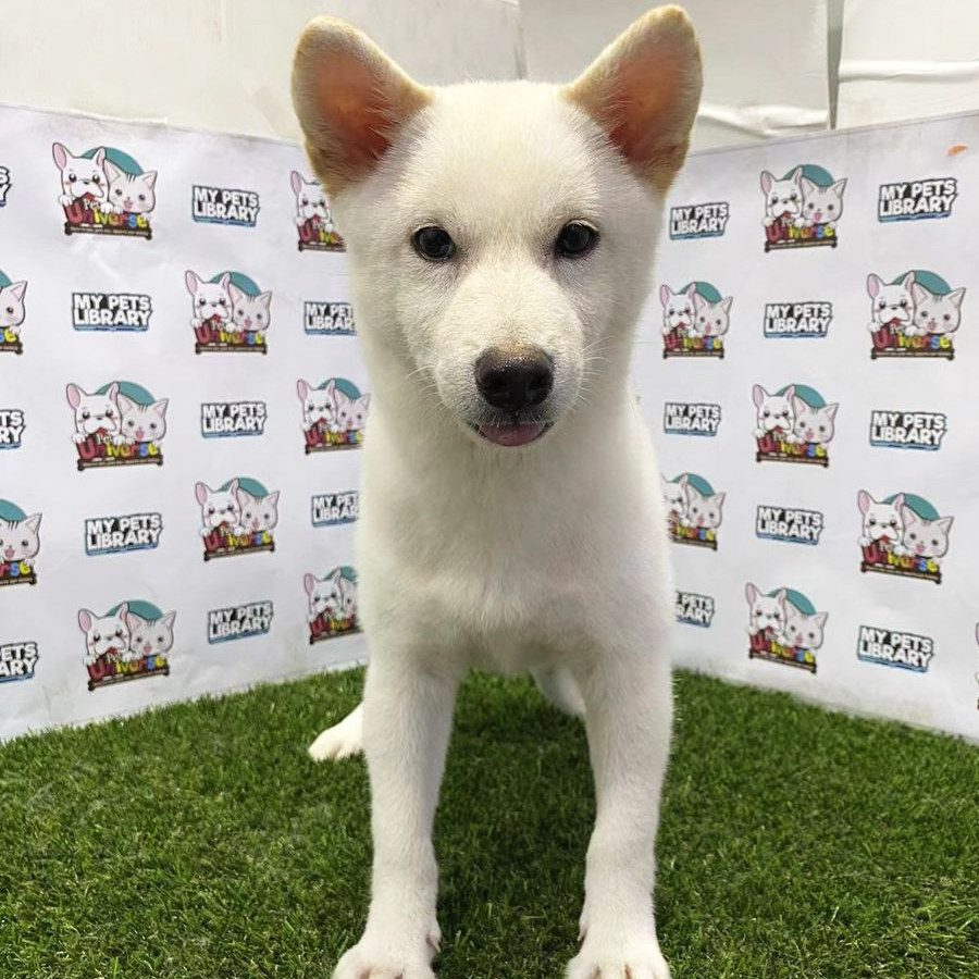 Shiba Inu Puppy (Male) For Sale