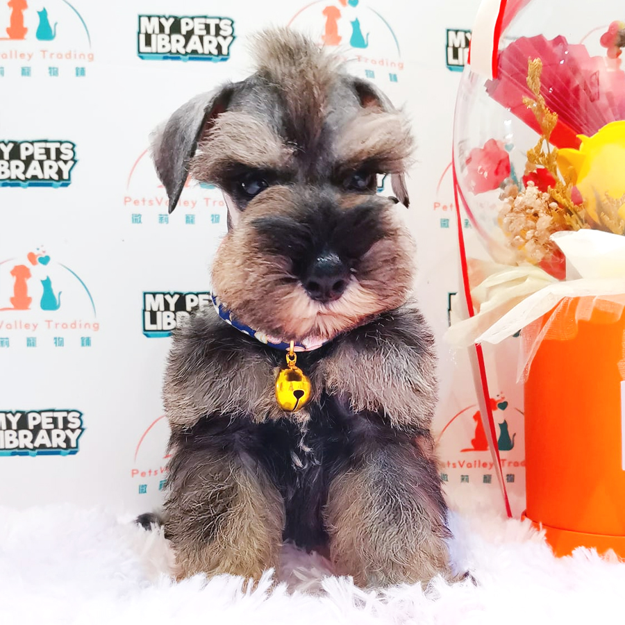 Schnauzer Puppy (Male) For Sale