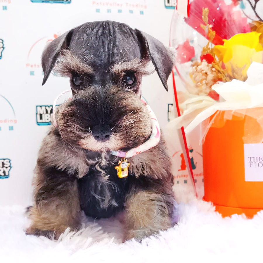 Schnauzer Puppy (Female) For Sale