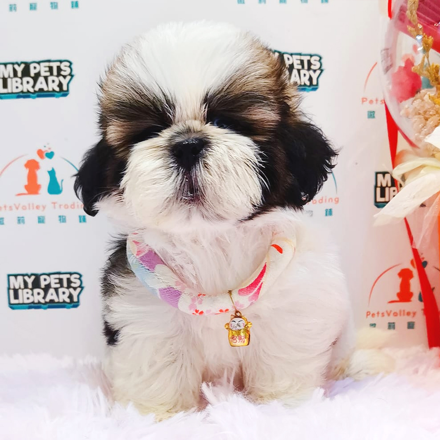 Shih Tzu Puppy (Female) For Sale