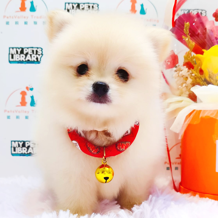 Pomeranian Puppy (Female) For Sale