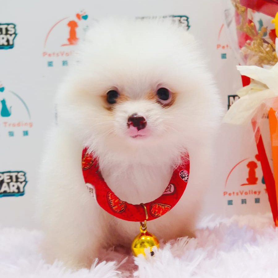 Pomeranian Puppy (Female) For Sale