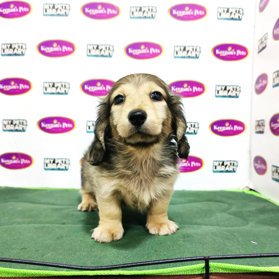 MKA Long Hair Miniature Dachshund Puppy (Male) For Sale