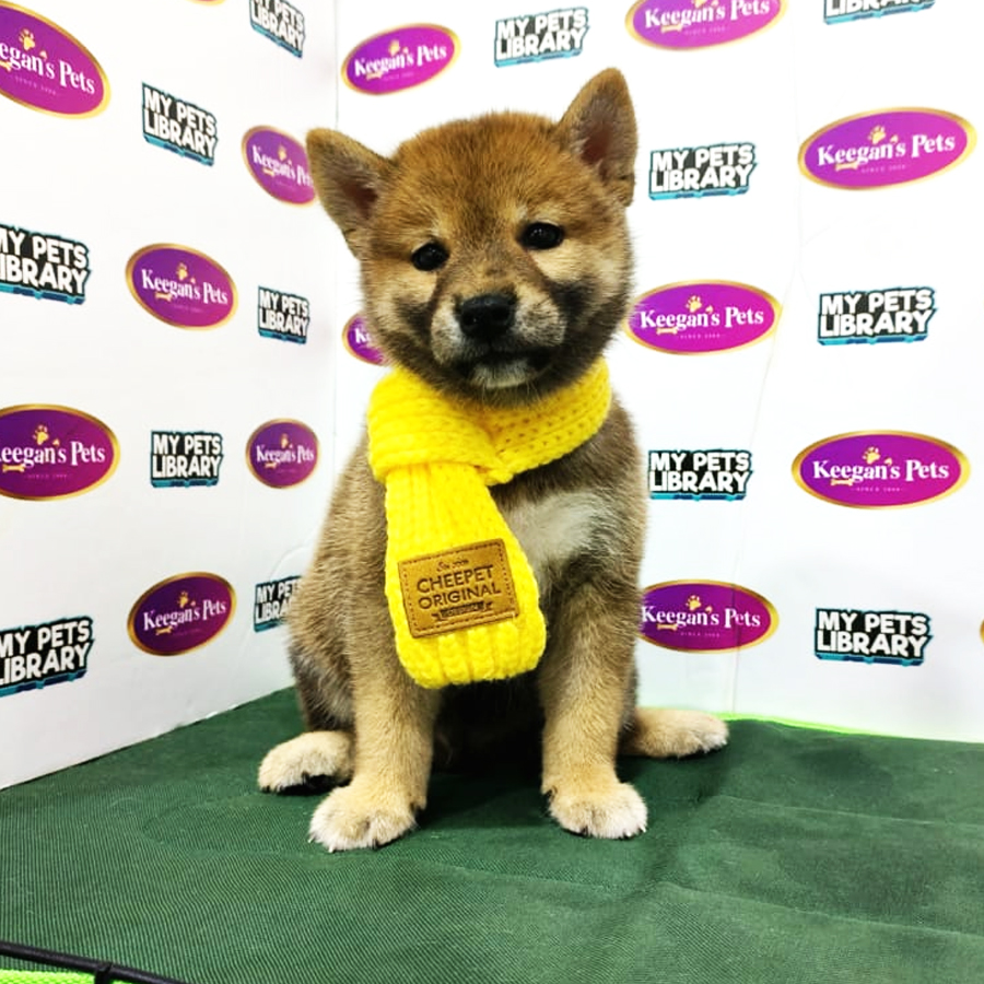 MKA Shiba Inu Puppy (Male) For Sale