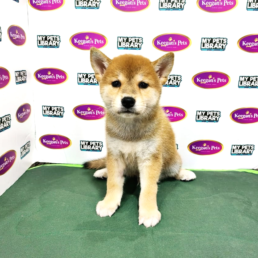 MKA Shiba Inu Puppy (Male) For Sale