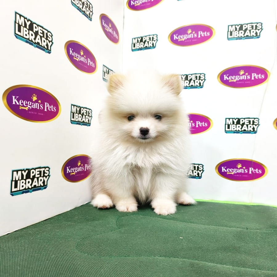 MKA Pomeranian Puppy (Male) For Sale